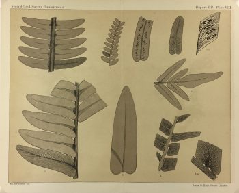 Botanical Print - Ferns, Fontaine, 1885