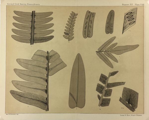 Botanical Print - Ferns, Fontaine, 1885