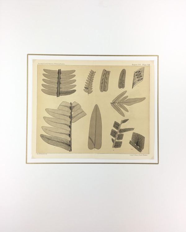 Botanical Print - Ferns, Fontaine, 1885