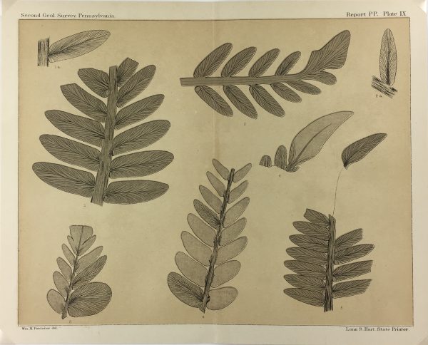 Botanical Print - Ferns, Fontaine, 1885