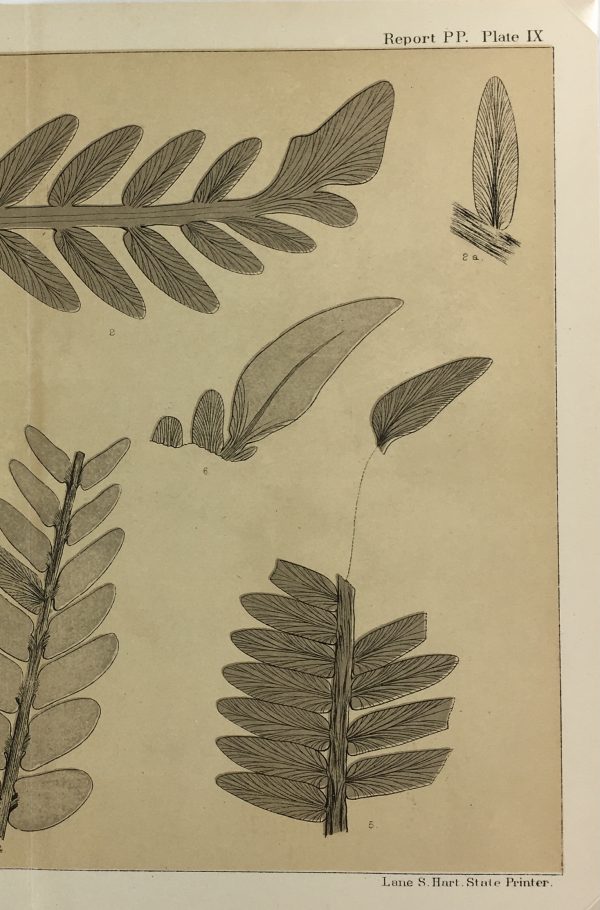 Botanical Print - Ferns, Fontaine, 1885