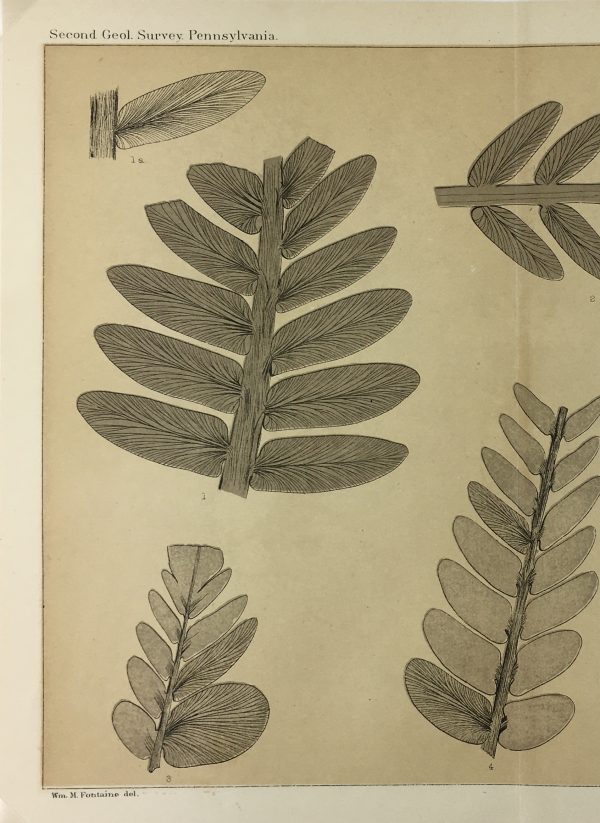 Botanical Print - Ferns, Fontaine, 1885