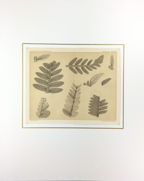 Botanical Print - Ferns, Fontaine, 1885