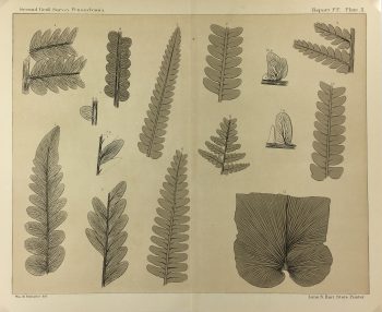 Botanical Print - Ferns, Fontaine, 1885