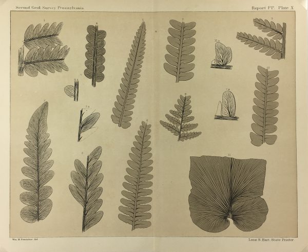 Botanical Print - Ferns, Fontaine, 1885