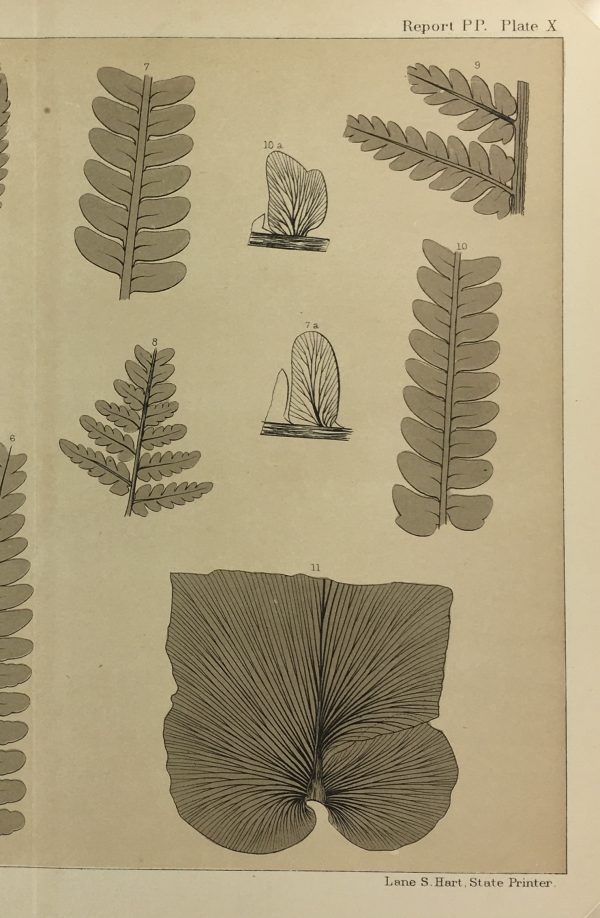 Botanical Print - Ferns, Fontaine, 1885