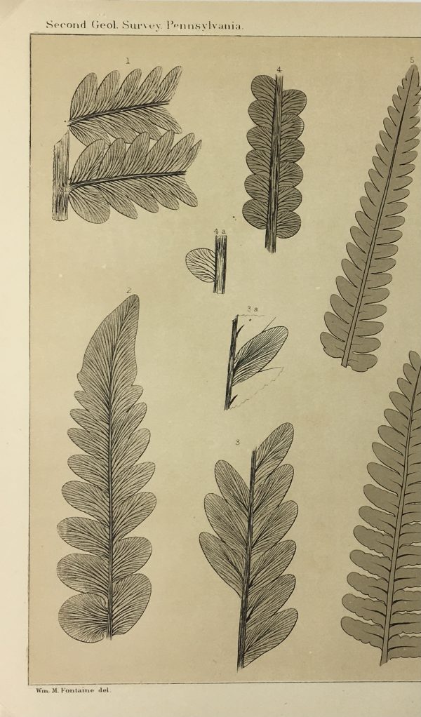 Botanical Print - Ferns, Fontaine, 1885