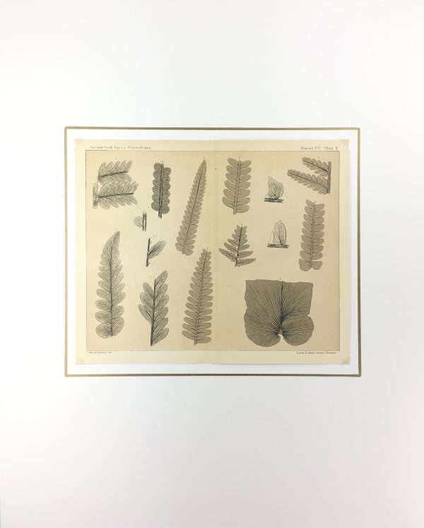 Botanical Print - Ferns, Fontaine, 1885