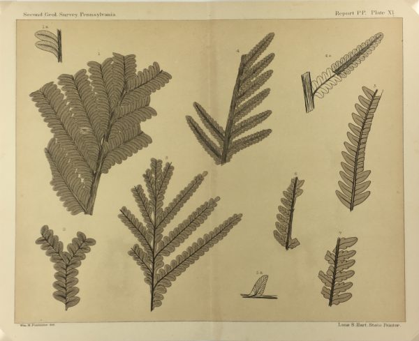 Botanical Print - Ferns, Fontaine, 1885