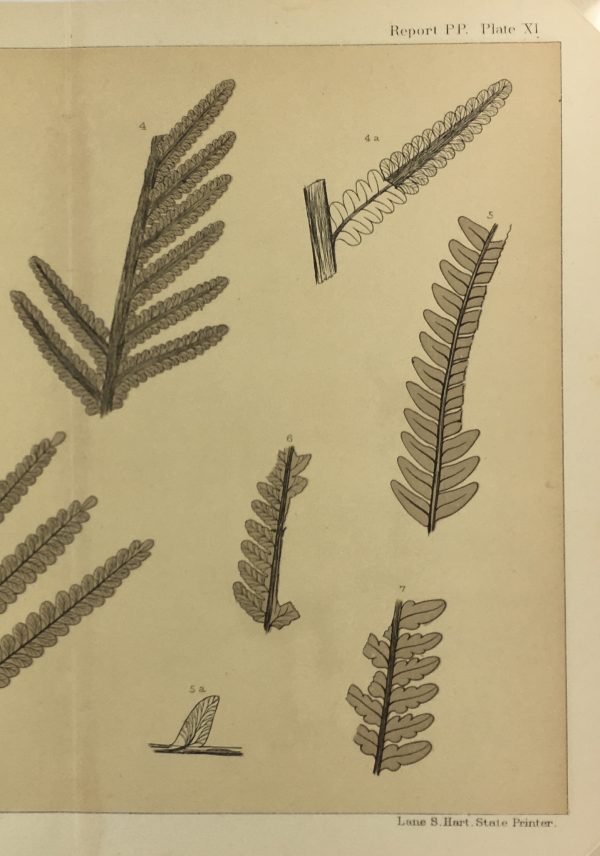 Botanical Print - Ferns, Fontaine, 1885