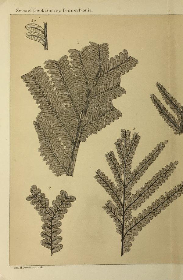Botanical Print - Ferns, Fontaine, 1885