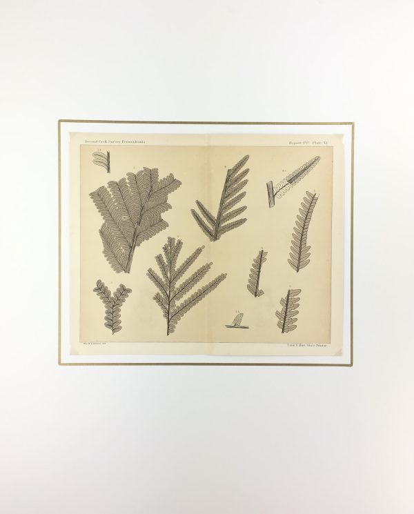 Botanical Print - Ferns, Fontaine, 1885