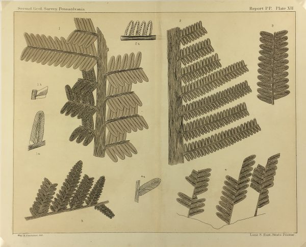 Botanical Print - Ferns, Fontaine, 1885