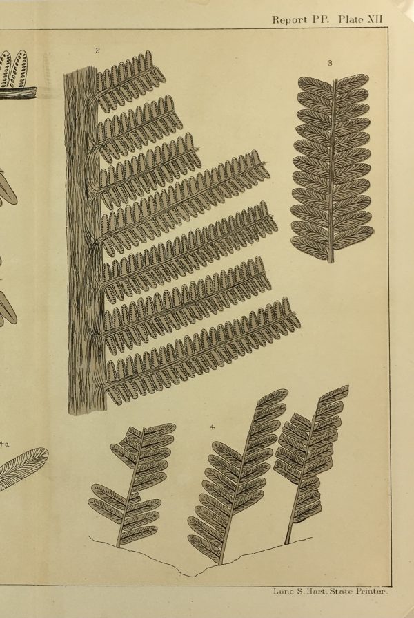 Botanical Print - Ferns, Fontaine, 1885