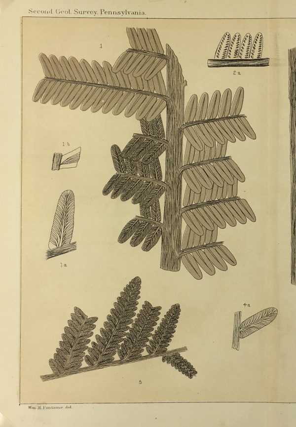Botanical Print - Ferns, Fontaine, 1885