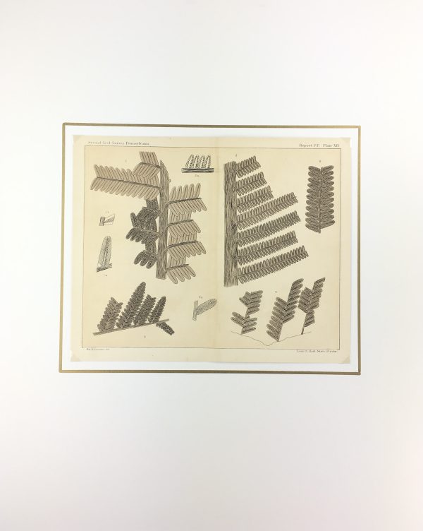 Botanical Print - Ferns, Fontaine, 1885