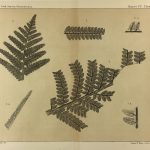 Botanical Print - Ferns, Fontaine, 1885