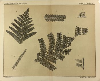 Botanical Print - Ferns, Fontaine, 1885