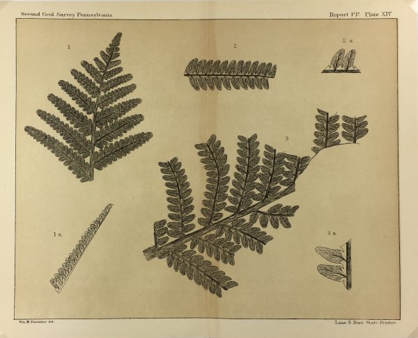 Botanical Print - Ferns, Fontaine, 1885