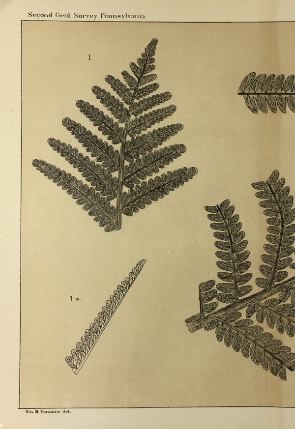 Botanical Print - Ferns, Fontaine, 1885