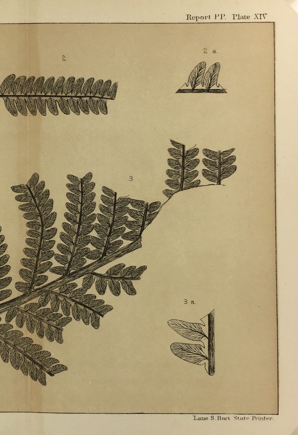 Botanical Print - Ferns, Fontaine, 1885