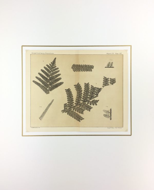 Botanical Print - Ferns, Fontaine, 1885