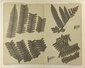 Botanical Print - Ferns, Fontaine, 1885