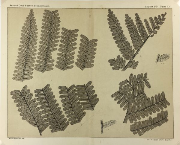 Botanical Print - Ferns, Fontaine, 1885
