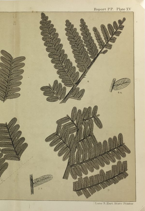 Botanical Print - Ferns, Fontaine, 1885