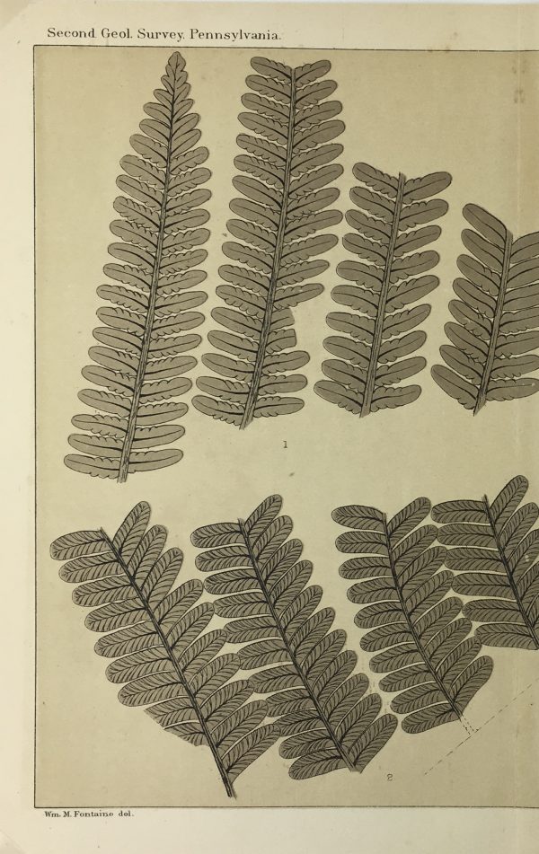Botanical Print - Ferns, Fontaine, 1885