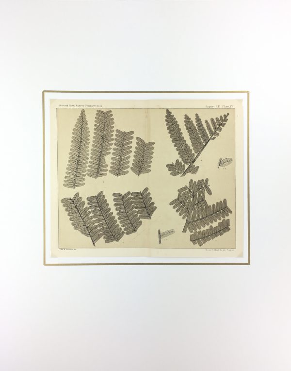 Botanical Print - Ferns, Fontaine, 1885
