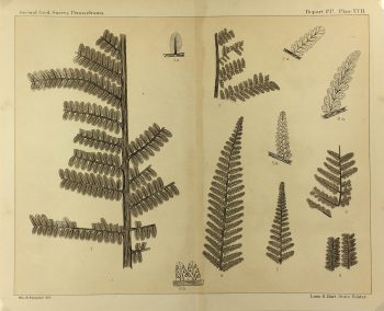 Botanical Print - Ferns, Fontaine, 1885