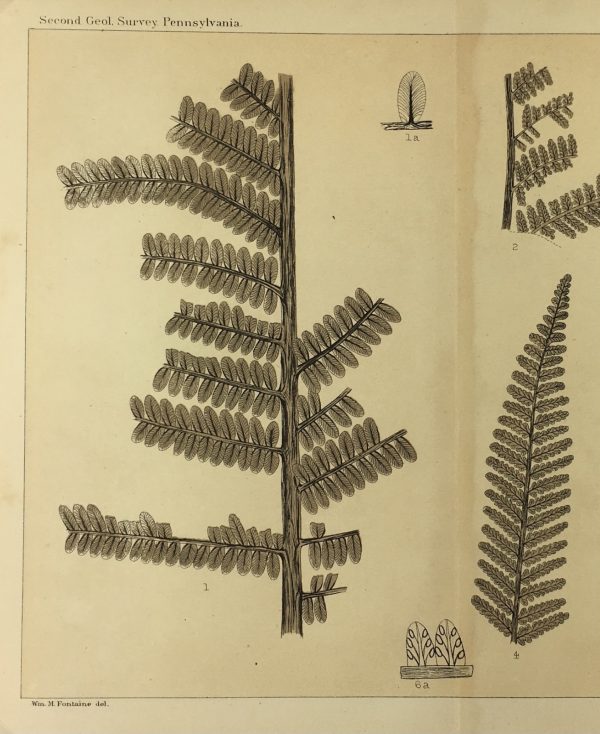 Botanical Print - Ferns, Fontaine, 1885