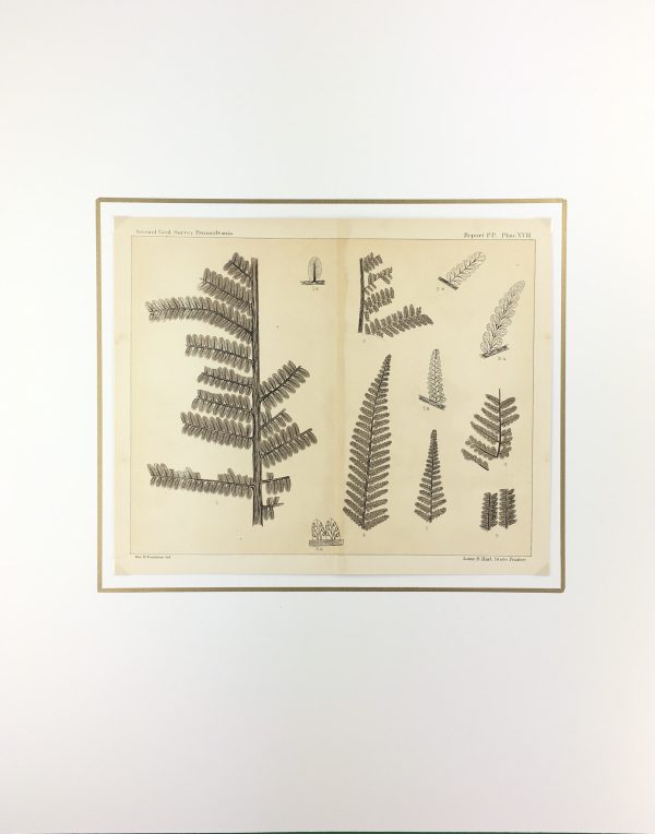 Botanical Print - Ferns, Fontaine, 1885