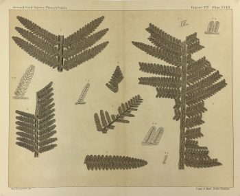 Botanical Print - Ferns, Fontaine, 1885