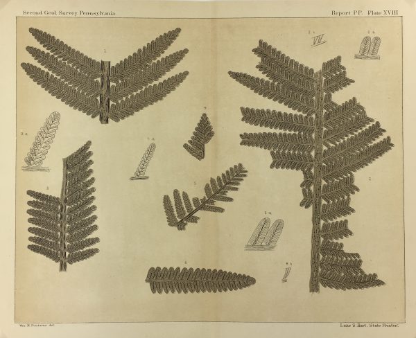 Botanical Print - Ferns, Fontaine, 1885