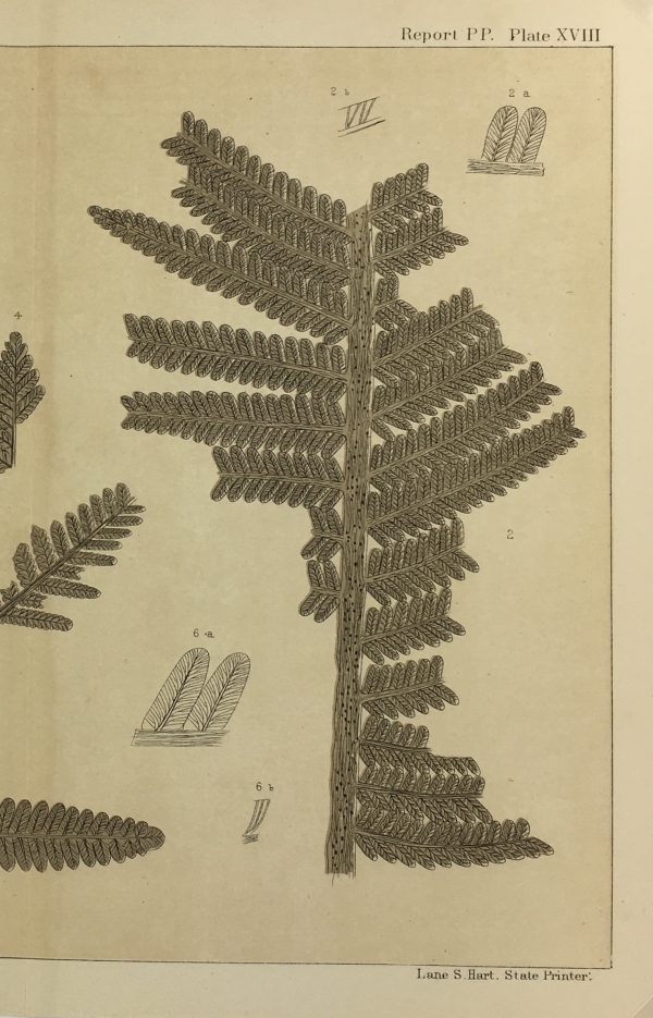 Botanical Print - Ferns, Fontaine, 1885