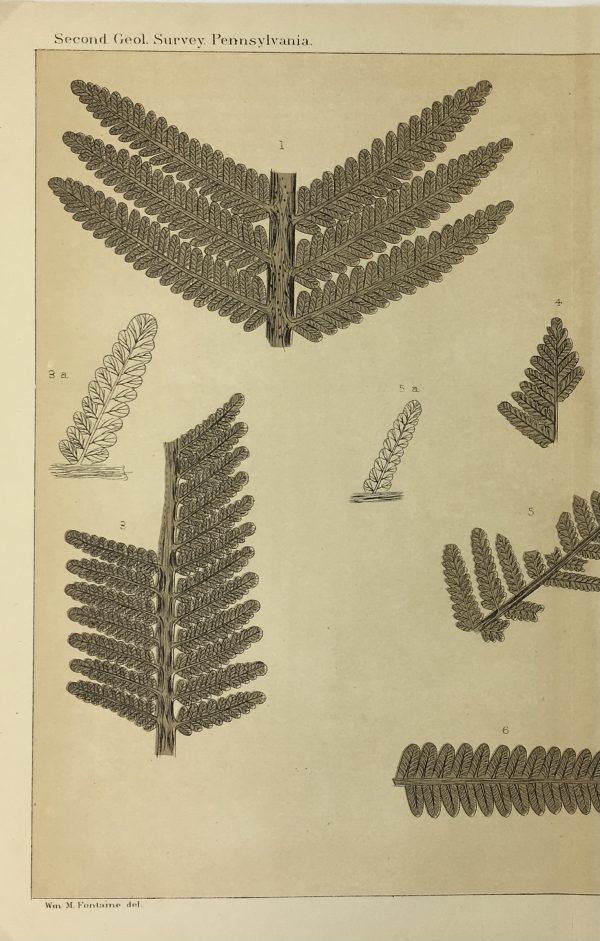 Botanical Print - Ferns, Fontaine, 1885