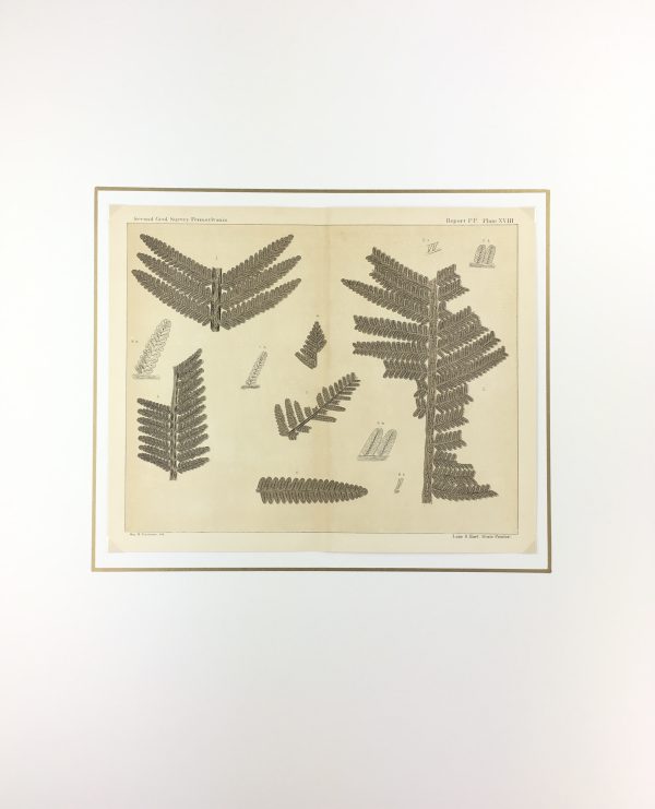 Botanical Print - Ferns, Fontaine, 1885