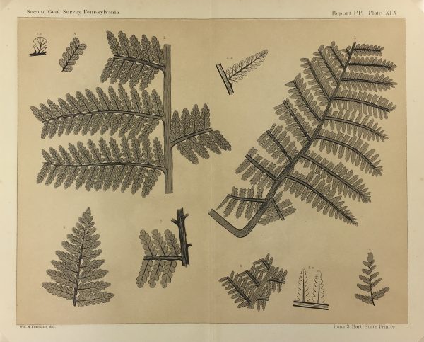 Botanical Print - Ferns, Fontaine, 1885