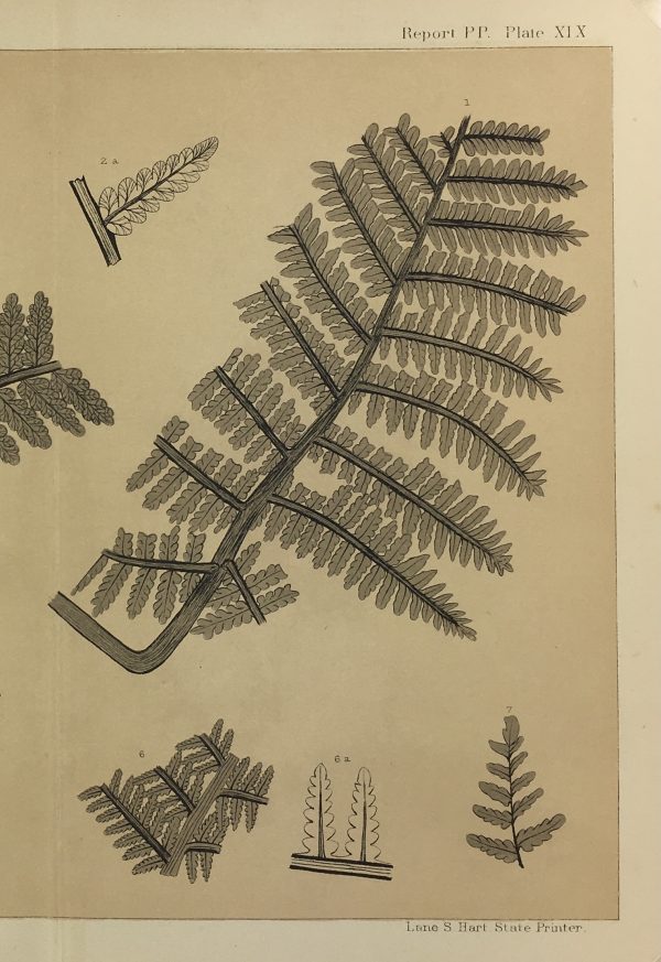 Botanical Print - Ferns, Fontaine, 1885