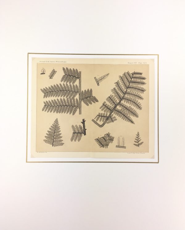 Botanical Print - Ferns, Fontaine, 1885