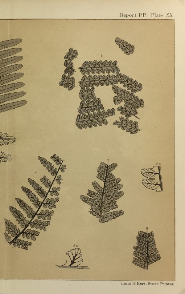 Botanical Print - Ferns, Fontaine, 1885
