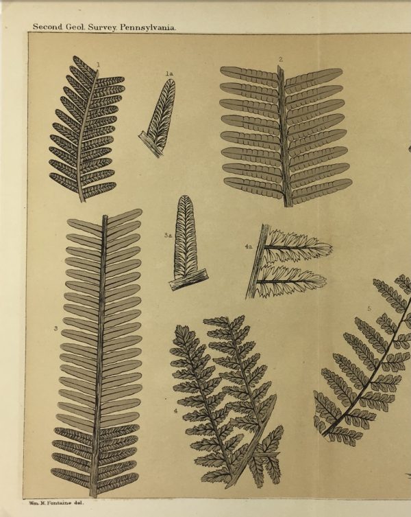 Botanical Print - Ferns, Fontaine, 1885