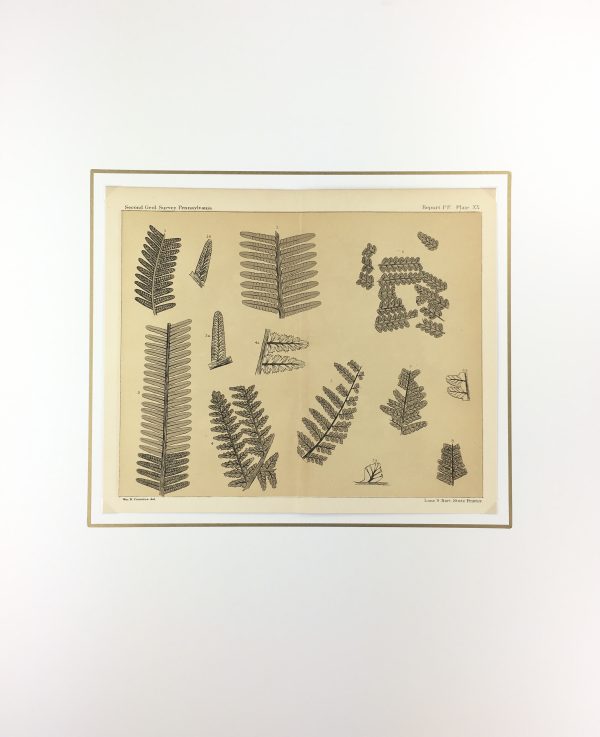 Botanical Print - Ferns, Fontaine, 1885