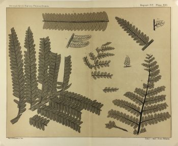 Botanical Print - Ferns, Fontaine, 1885