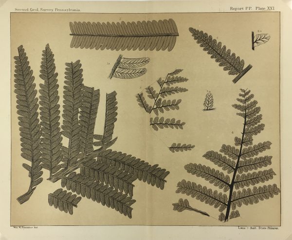 Botanical Print - Ferns, Fontaine, 1885
