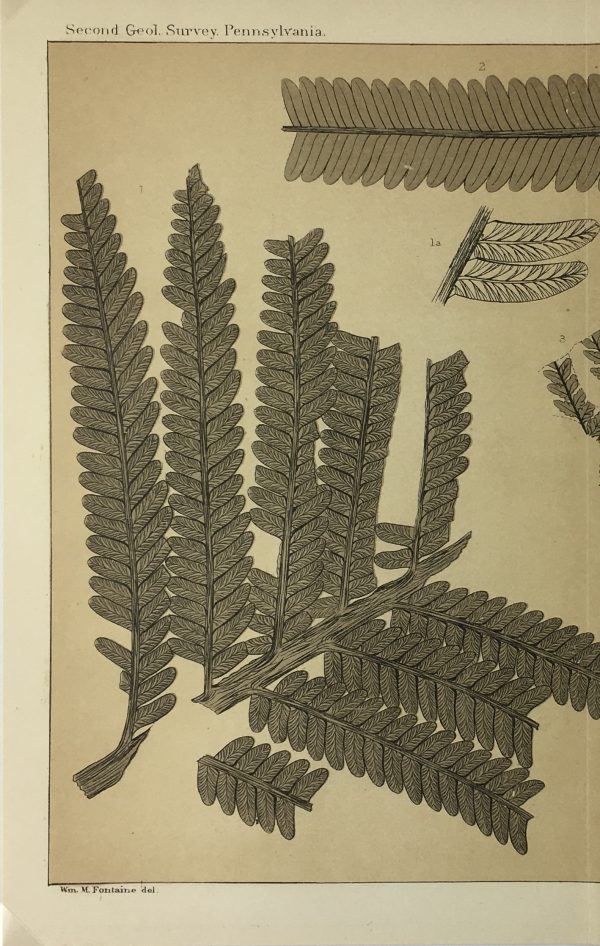 Botanical Print - Ferns, Fontaine, 1885