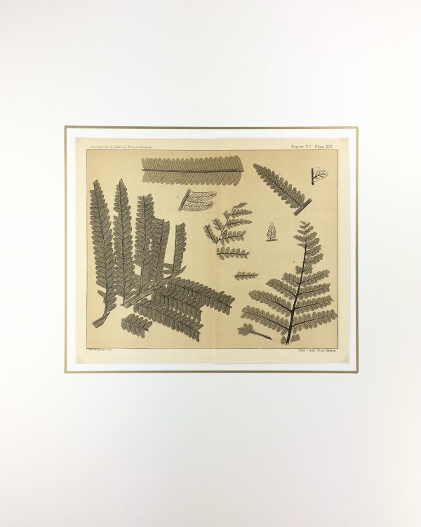 Botanical Print - Ferns, Fontaine, 1885