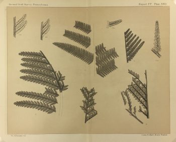 Botanical Print - Ferns, Fontaine, 1885